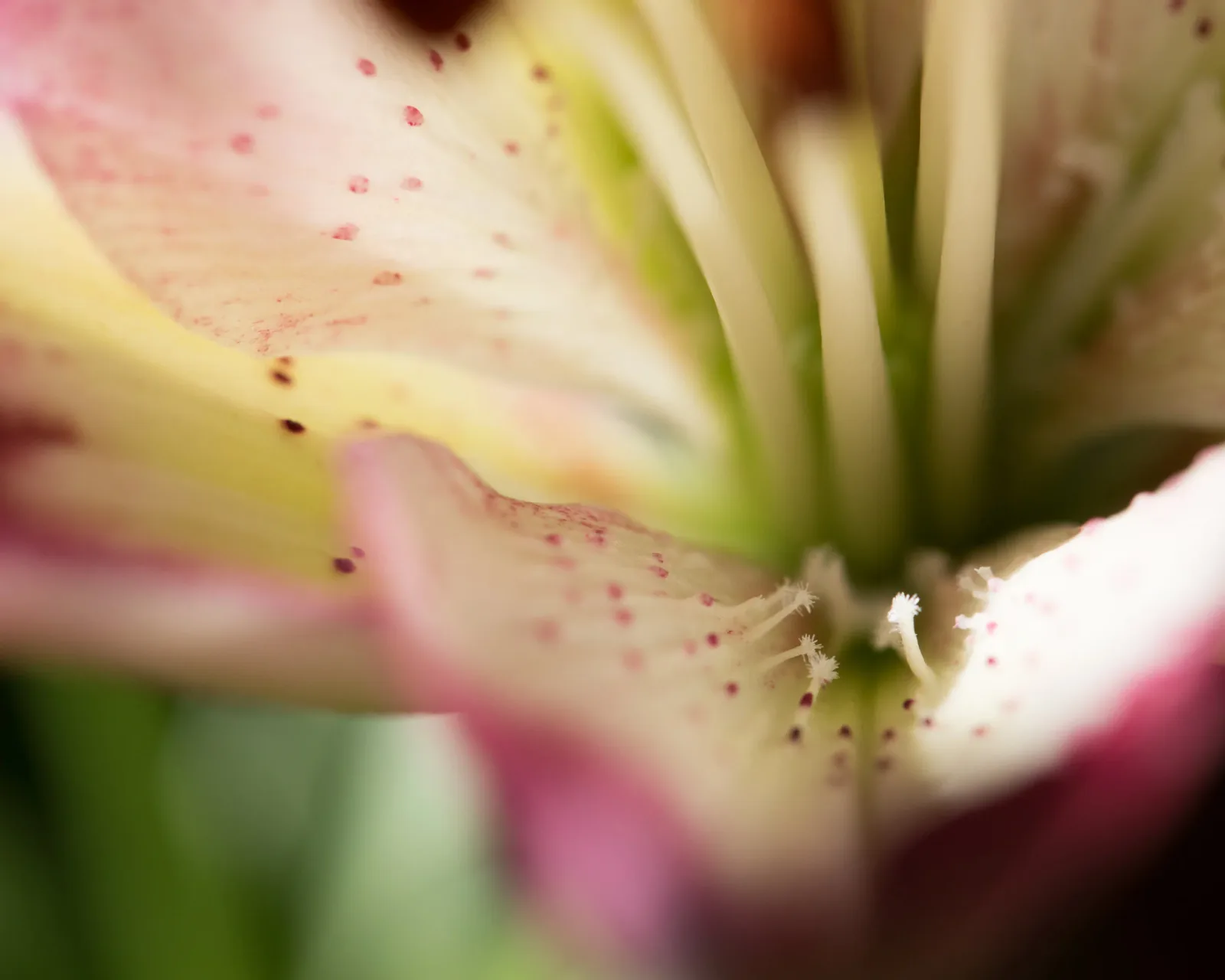 A macro photograph of a pale pink lily with spotted stamens and spring-wood green pistils in close detail.