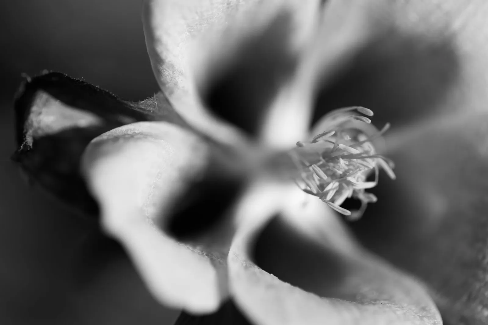 Monochrome macro photograph of flower stamens and petals with a water droplet, rendered in black and white.