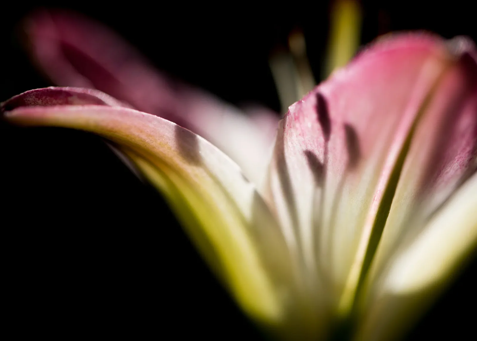Close-up photograph of a pink and yellow flower with delicate petals against a dark background.
