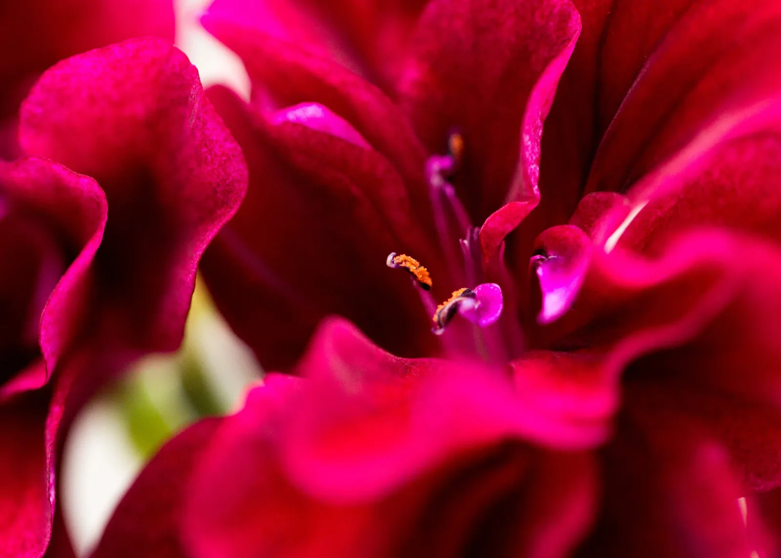 Macro photograph of a bright cerise flower with stamens visible at the center, shot with shallow depth of field.