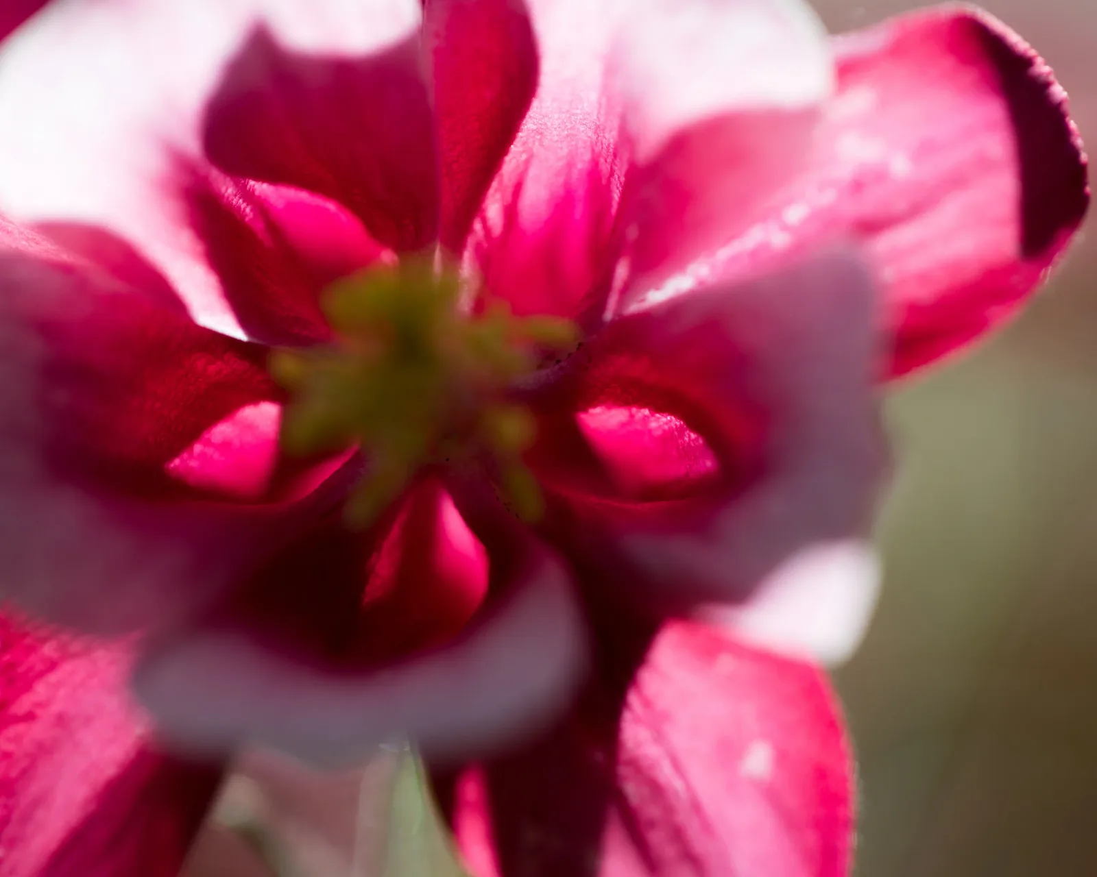 Close-up photograph of a magenta flower with soft-focus background and translucent petals.