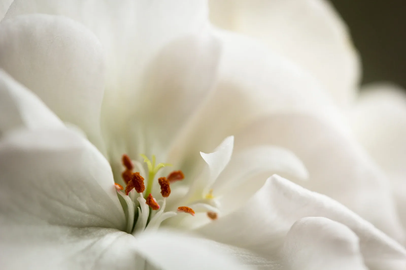 Close-up photograph of white flower petals and red-tipped stamens with soft, blurred background.